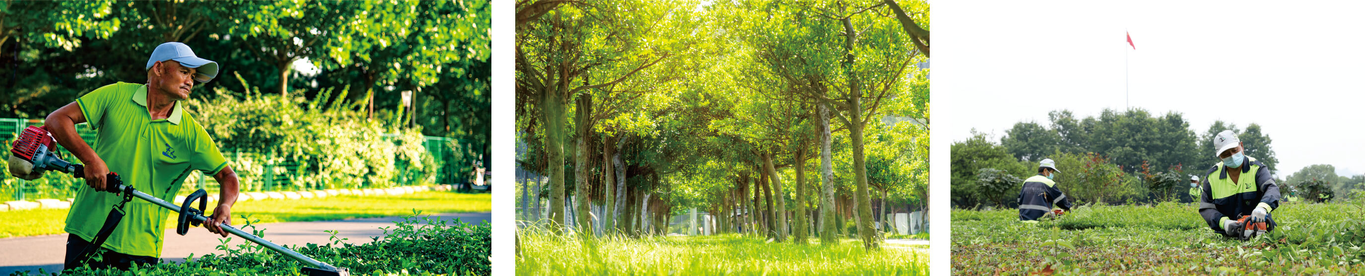 城市公園綠化管理 城市公園綠化管理